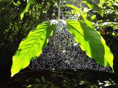 spider web backlit by the sun in Floresta Nacional de Ipanema