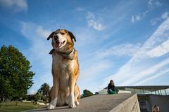 Cute dog in Porto