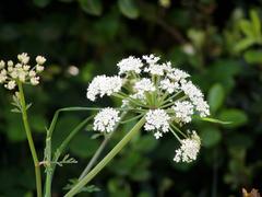 Heracleum sphondylium flower close-up