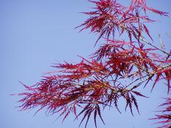 Acer palmatum Rubra leaves