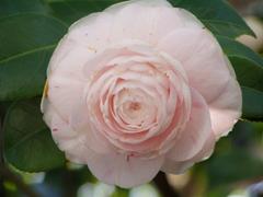 Camellia japonica rose