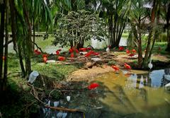 Scarlet Ibis at Mangal das Garças in Belém, Pará, Brazil