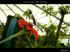 Butterfly on flower at Mangal das Garças