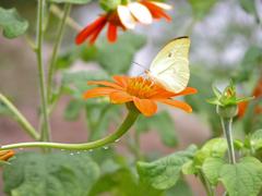 Butterfly on Tithonia flower