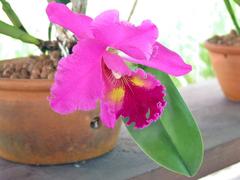 Cattleya orchid in bloom