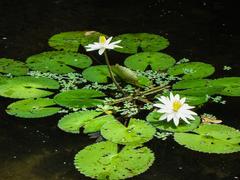 Victoria amazonica flower in Belem, Brazil