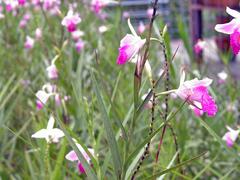 Arundina graminifolia orchid flower in bloom