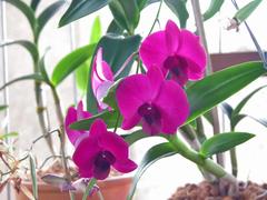 Blooming Dendrobium orchid with purple and white petals