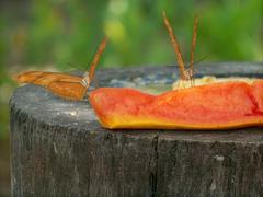 Julia butterflies on a slice of papaya