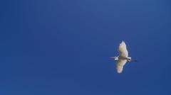 Egret flying in Brazil