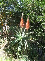 Aloe arborescens in bloom