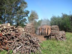 Charcoal production in Osório