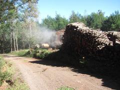 Charcoal production Osório Brazil