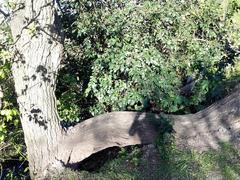 unusual tree in Ecological Reserve at Costanera Sur