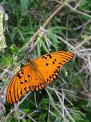 Agraulis vanillae maculosa butterfly at Reserva Ecológica de Buenos Aires