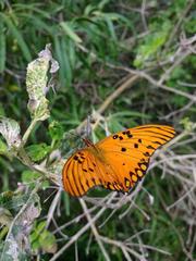 Agraulis vanillae maculosa butterfly at Reserva Ecológica de Buenos Aires