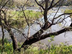 tree by the lagoon in Ecological Reserve Costanera Sur