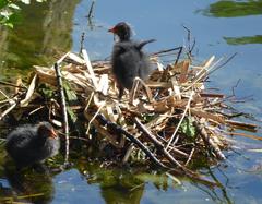 Nest with two Eurasian coot chicks on the water