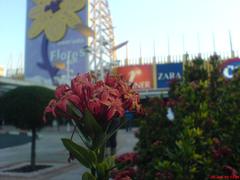 Entrance of Flores at Shopping Dom Pedro