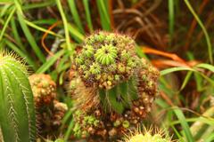 Cactus at Serra da Tiririca, Rio de Janeiro, Brazil