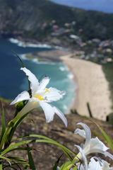 beautiful flowers on a sunny day at Costão de Itacoatiara in Niterói