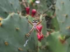 Argiope argentata spider on Itaipu dune