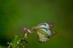 close-up of a butterfly delicately perched on a fragile flower branch