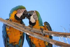 Two Blue-and-yellow Macaws kissing