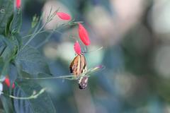 Parque Estadual do Prosa nature landscape