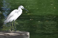 Little egret searching for food on a lake at Porto City Park