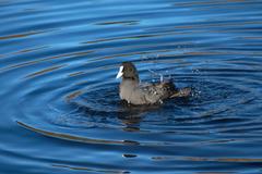 Eurasian coot at Porto City Park