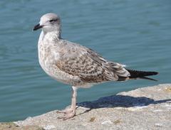 Immature Yellow-legged Gull in Parque da Cidade, Porto Portugal