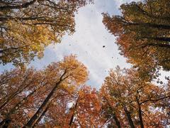 Autumn leaves at Fundação Serralves