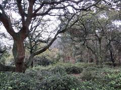 Parc De Serralves