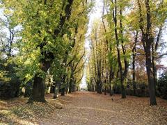 Autumn leaves at Fundação Serralves