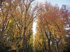 Autumn leaves at Fundação Serralves