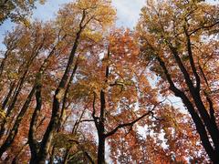 Autumn leaves at Fundação Serralves