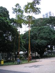 Praça Carlos Gomes in Campinas with Pau Brasil trees