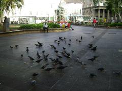 Birds flying over Largo da Piedade in Salvador, Bahia, Brazil