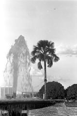 Buriti palm tree in Praça do Buriti, Brasília