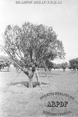 Praça do Buriti with Buriti Palm in the center, Brasília