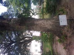 Photo of the Mungubeira tree, a centenary monument in Brazil