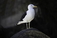 Larus dominicanus at Praia do Farol