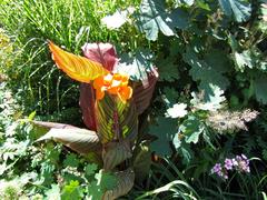 Exotic Flower in Casa Loma Gardens