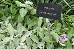 Casa Loma with Lamb's ears plants in foreground