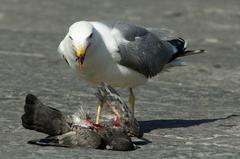 Yellow-legged gull Larus michahellis eats a pigeon in Square del Plebiscito, Naples, Italy