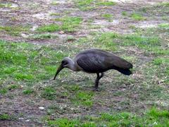 Bird at Castle of Good Hope