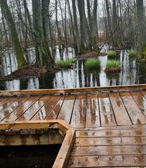 Judarskogens Nature Reserve forest trail