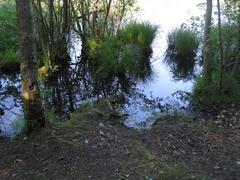 Fuktlövskog in Judarskogen Nature Reserve near Lake Judarn, Bromma, Stockholm