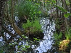 deciduous wetland forest in Judarskogen Nature Reserve